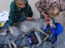 Colorado Wolf Pack Captured and Relocated to “Secure Enclosure” Following Conflicts with Ranchers