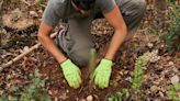 El Ayuntamiento de Córdoba adjudica su plan de arbolado a Doctor Árbol