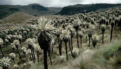 Andes Mountains: Home to Rainforests, Volcanoes and Alpacas