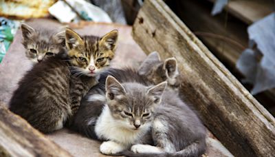 Four kittens rescued from "rotting pile of junk" reach emotional milestone