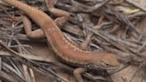 How the dunes sagebrush lizard being added to endangered species list could affect oil and gas production