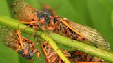 Is That a Siren or a Cicada? Police in South Carolina Say They've Gotten Lots of Confused Calls