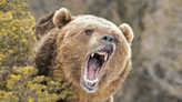 Two Men Kill Grizzly Bear In Self Defense Near Montana Ski Resort