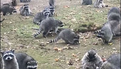 VIDEO: "Mapaches hambrientos" invaden vivienda en Washington; mujer llama al 911 y abandona su hogar