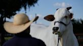 She's the world's most expensive cow, and part of Brazil's plan to put beef on everyone's plate - The Morning Sun