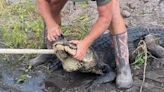 Deputies: Agitated gator bites Florida farmworker's leg