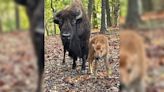 Lone Elk Park welcomes first calves of the year