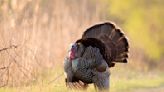 Good news for Ohio turkey hunters