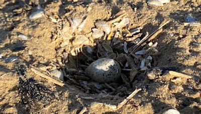Egg-citing news: Piping plover egg discovered on Chicago beach