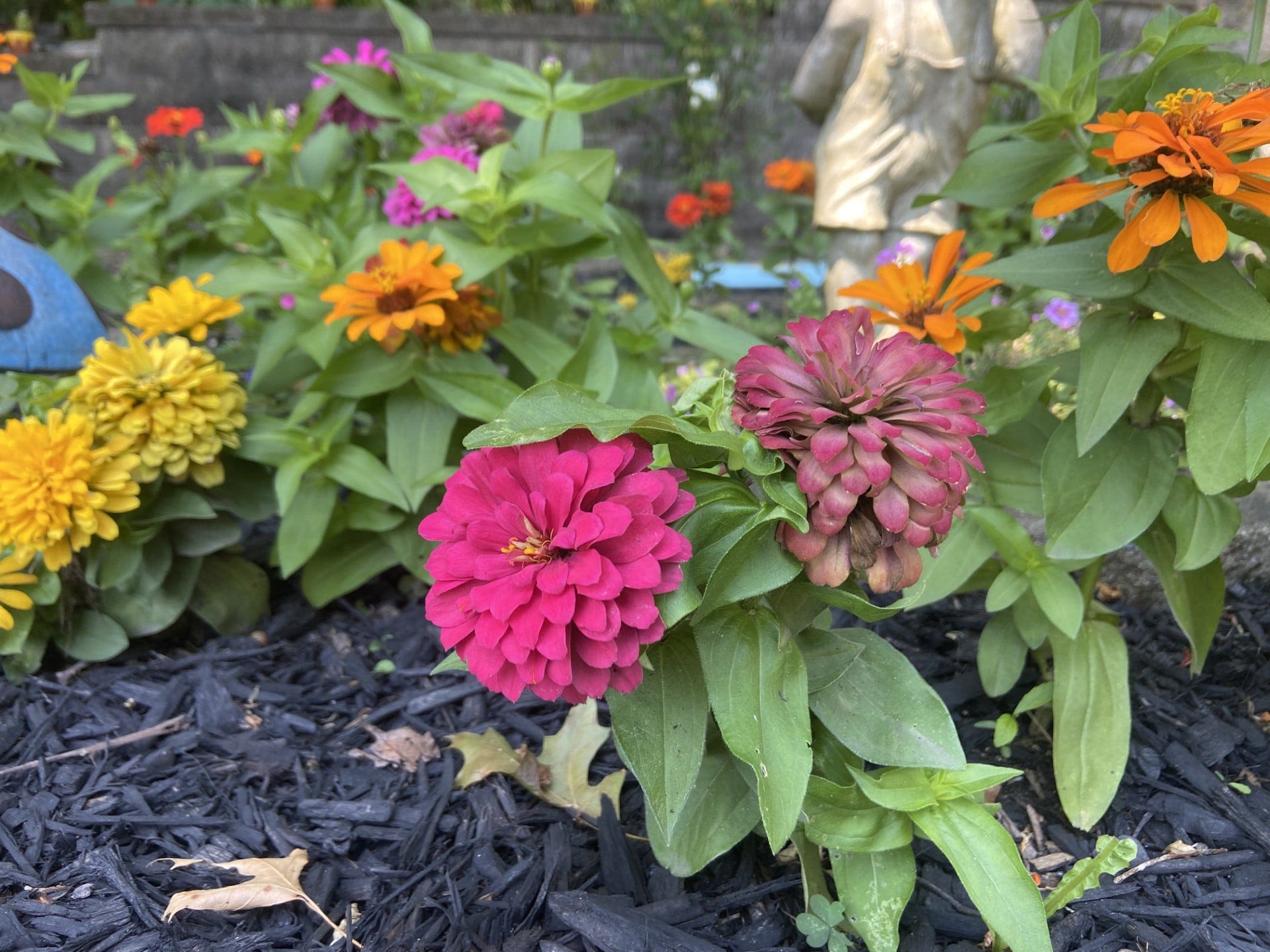 For the bees and butterflies: Bible study leads to local wave of zinnias