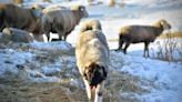 Growing Great Lakes Fiber Show adding a new workshop about livestock guardian dogs