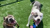 Looking for a pet? These sweet pit bulls are waiting for their forever homes