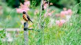 Grab your binoculars: How to help Pennsylvania build its third statewide bird atlas