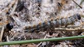 Caterpillars leave 13 Swiss children hospitalized with allergies