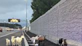 Holy Sheep! Farm animals turn heads on I-64 in Virginia