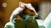 Scientists edit the genes of gut bacteria in living mice