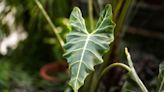 Alocasia Sarian Is the Perfect Houseplant for Your Bathroom—Here's How to Grow It