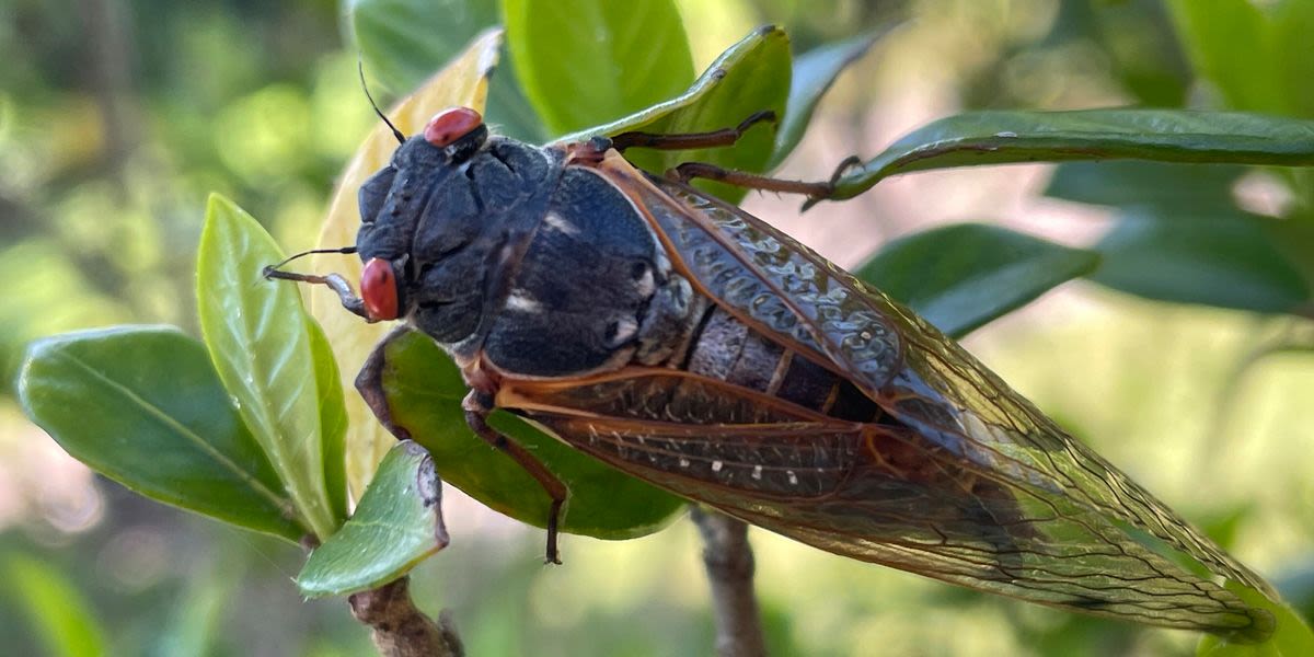 Residents In A South Carolina County Keep Calling Police Over Noisy Cicadas