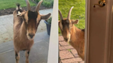 Weird ‘peeping goat’ is wandering town, staring in windows, New Jersey cops say