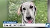 Pet of the Week: Meet Bear!