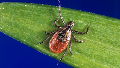 Lyme disease cases doubled last year in Ohio: What you should know about tick season