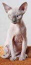 Sphynx cat