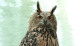 Remains of Flaco, famous NYC owl who escaped his enclosure, donated to science