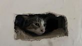 Look: Stranded cat rescued from owner's chimney