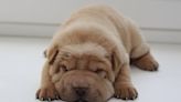 Bear Coat Shar Pei's Sleepy Little Nap Might Be the Cutest Thing We've Ever Seen