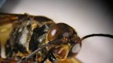 Beware the cicada killer: 2024 broods will need to watch out for this murderous wasp