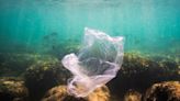 Equilibrium/Sustainability — These lake bacteria like eating plastics