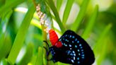 Rare atala butterfly is thriving in Palm Beach