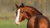 Woman in Hospice Seeing Her Horse for the Final Time Has Everyone in Tears