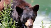 Woman punches black bear as it attacks her during dog walk, Washington cops say