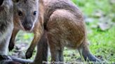 The Pittsburgh Zoo welcomes a new, baby wallaby