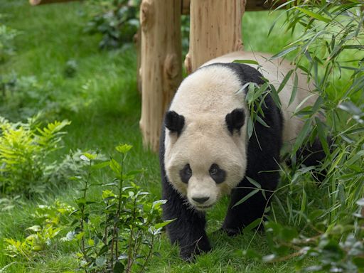 San Diego Zoo's giant pandas to debut next month: See Yun Chuan and Xin Bao settle in