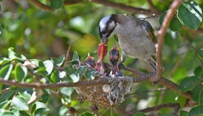 獨家》痛心！白頭翁「餵綠繡眼幼鳥」悲劇收場 鳥巢疑遭破壞落地.. 幼鳥下落不明