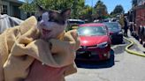 Cat rescued during Capitola structure fire