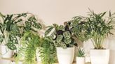 Add These Indoor Plants to Your Space for an Instant Upgrade