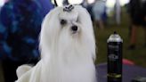 Westminster dog show gets 4 finalists, and one has NFL ties