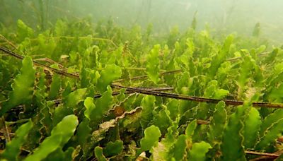 Port of San Diego declares emergency after more invasive seaweed found