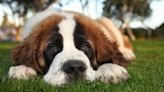 Dog Breeds That Can’t Tolerate Summer Heat