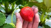 Strawberries will yield bigger fruits if one kitchen ingredient is added to soil