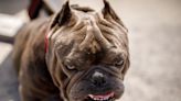 American Bully XL ban won’t stop vicious attacks, expert warns