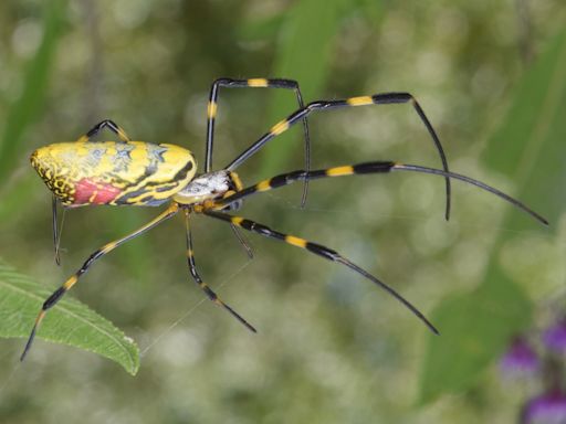 Giant ‘flying’ Joro spiders could soon invade N.J., N.Y. and Pa., experts say