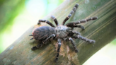 The world's deadliest spider? The answer is poisonous (and unexpected.)