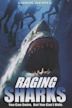 Raging Sharks