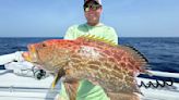 ‘Tax man’ takes cut as rare grouper is caught off Florida