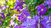 40 Clematis Varieties to Grow in Your Garden for a Pretty Pop of Purple