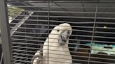 Roundup: Arrest made in stolen cockatoo case, more local news